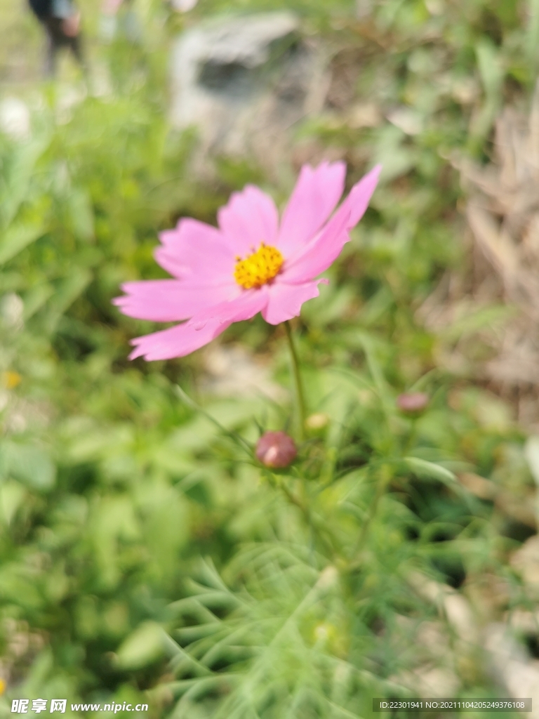 格桑花