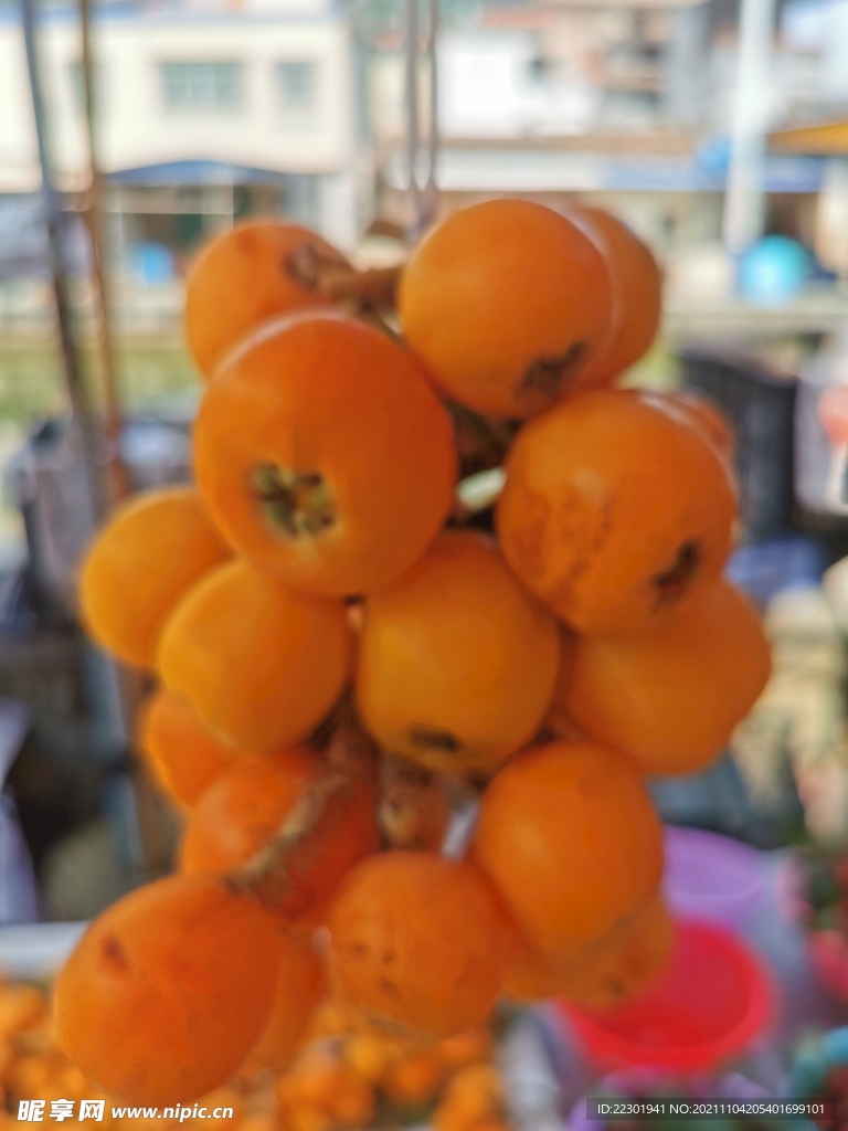 枇杷