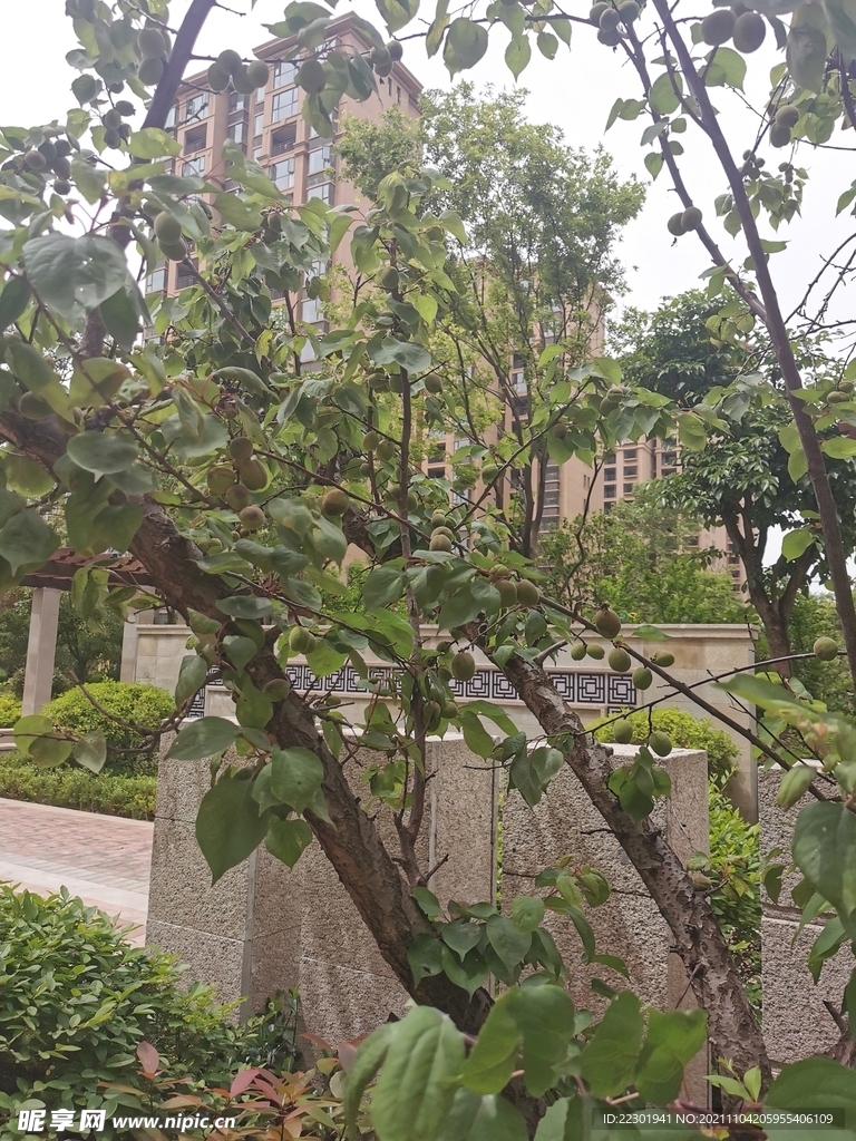 杏树