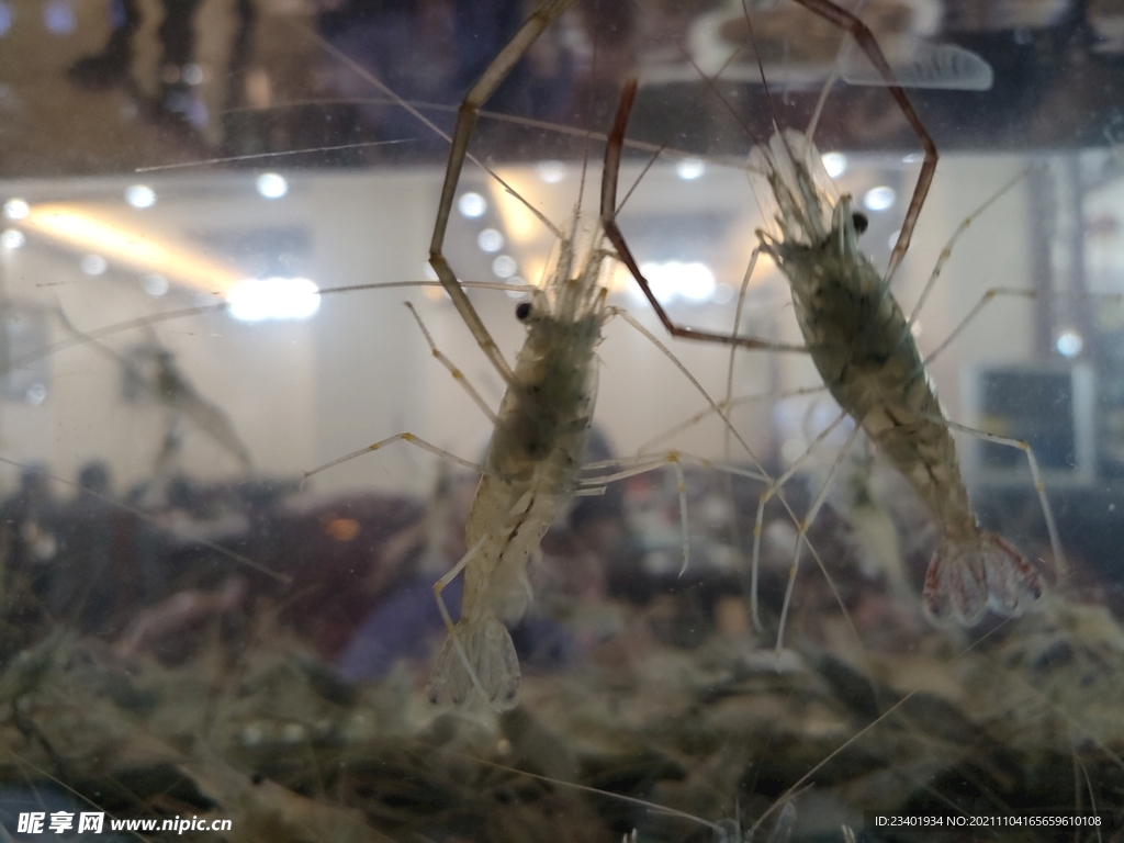 水箱中鲜活的河虾