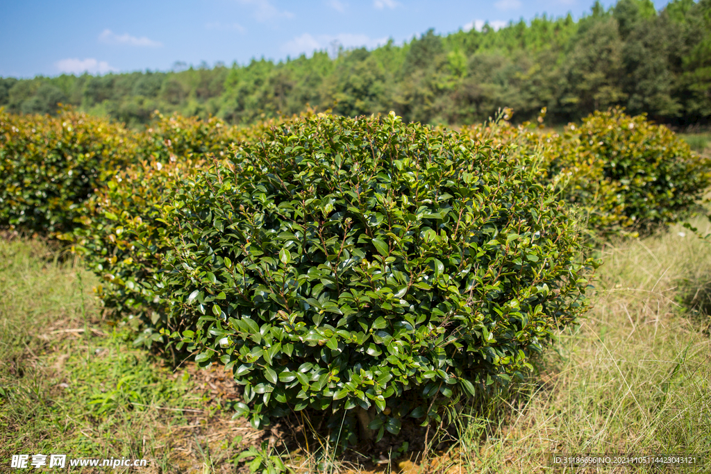 茶梅茶树