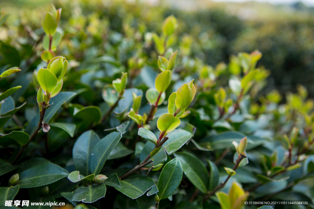 茶梅茶树