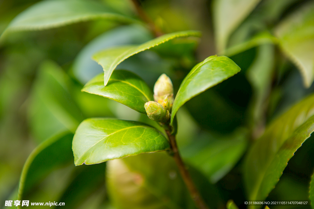 茶梅茶树