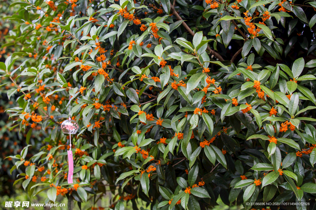 金桂花树