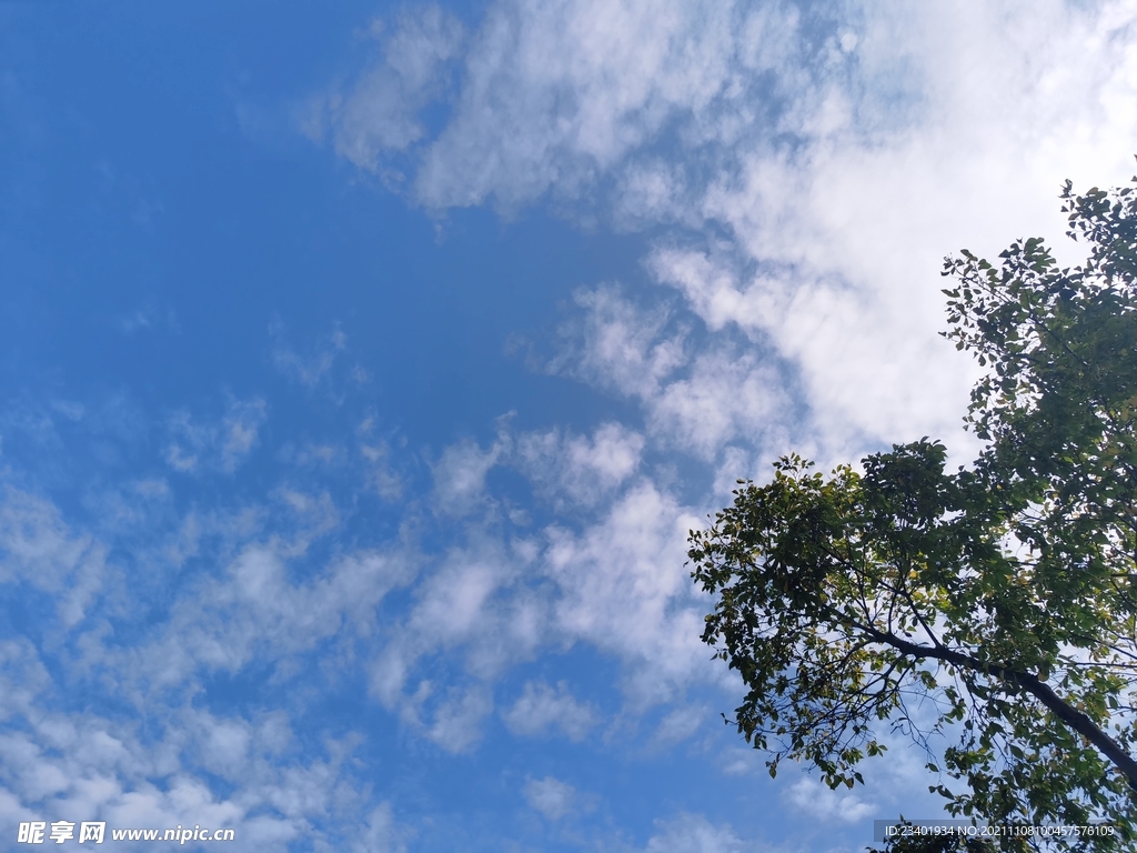 秋日清新蓝天白云和树木