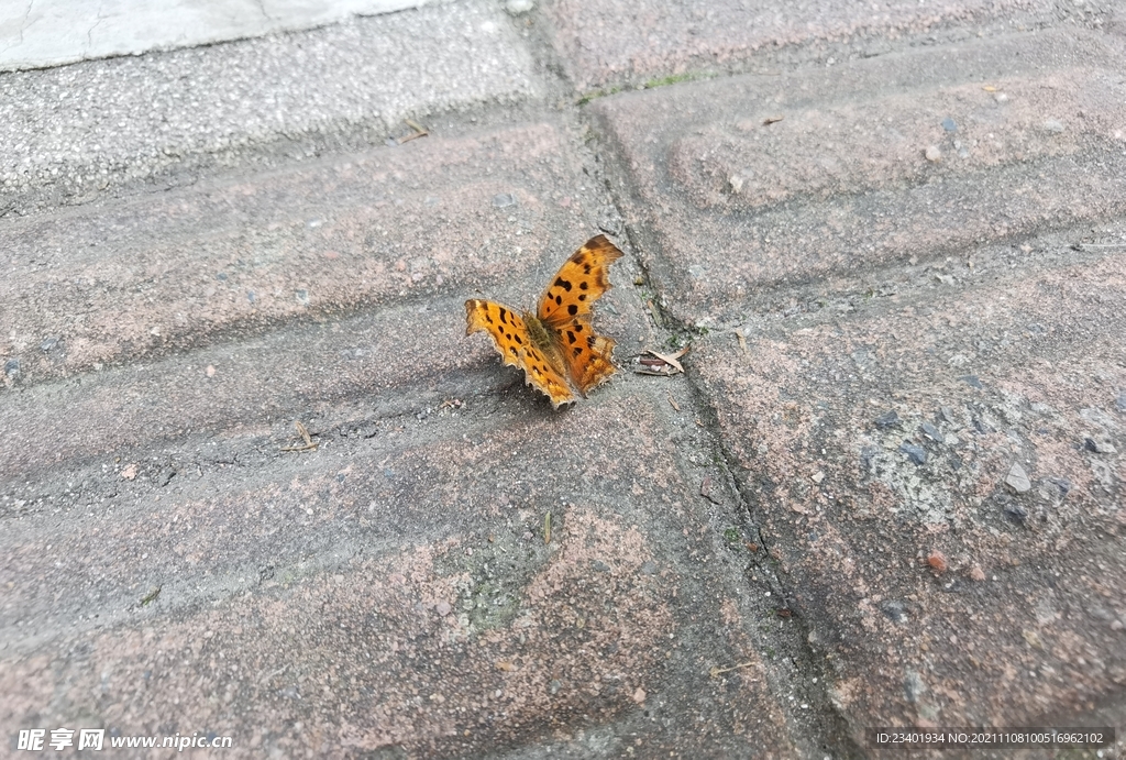 人行道地上的金色蝴蝶