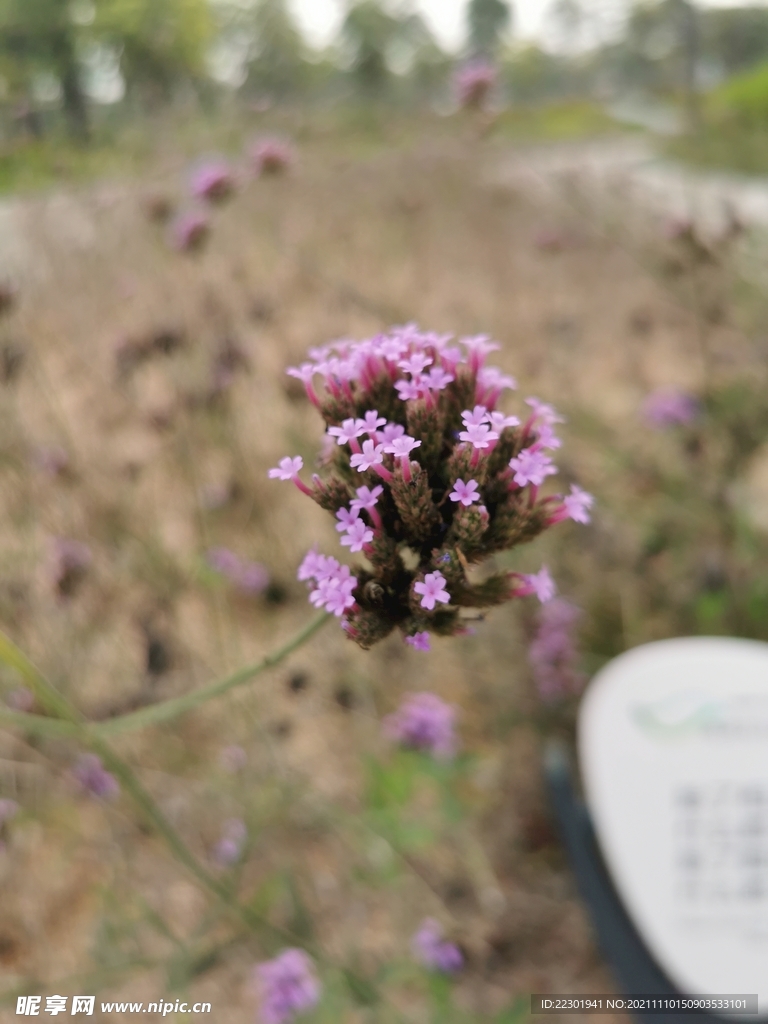 柳叶马鞭草