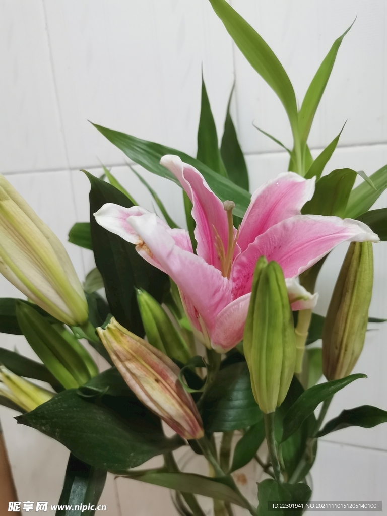 百合花