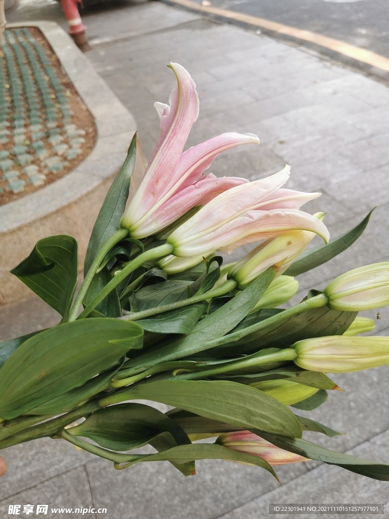 百合花 