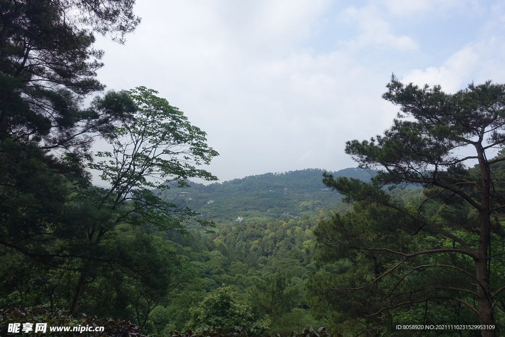 松树