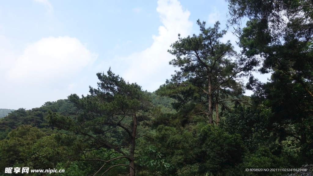 松树