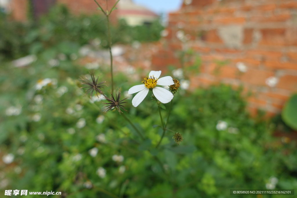 小白花