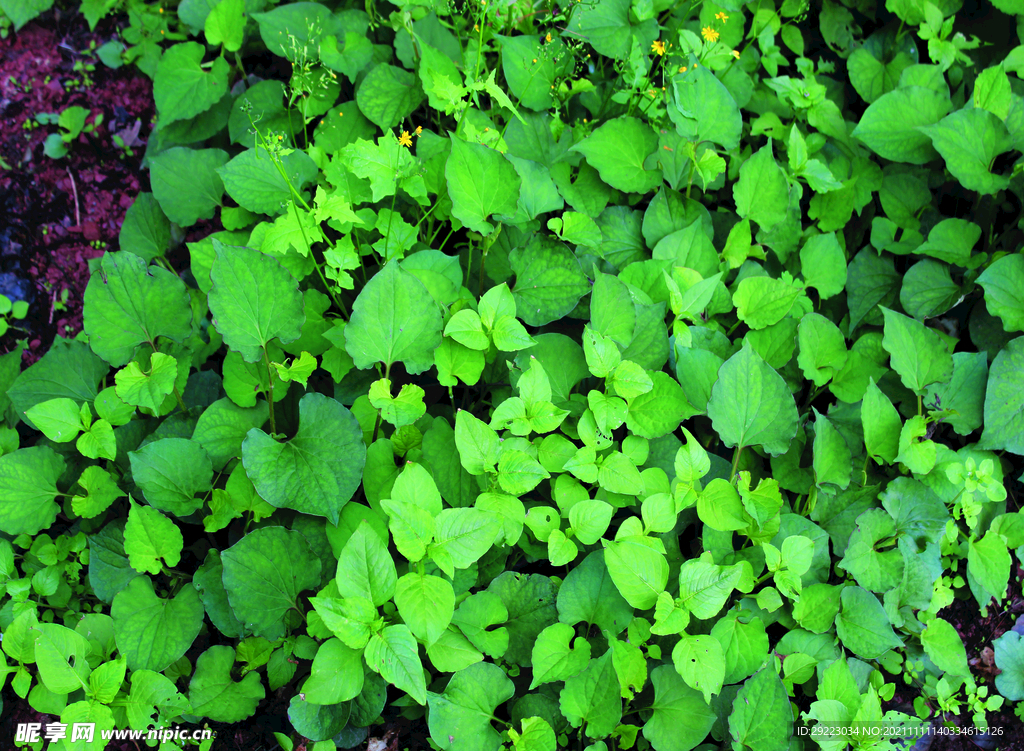鱼腥草   折耳根   