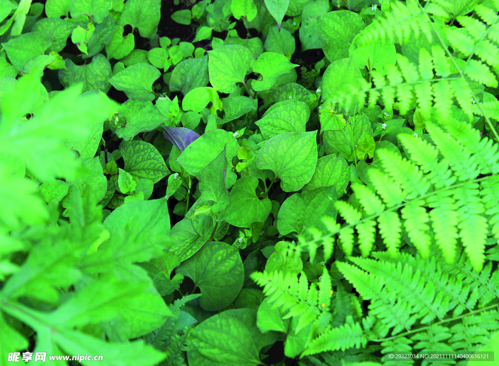 鱼腥草   折耳根   