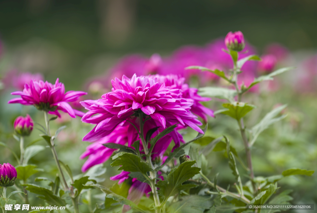 菊花