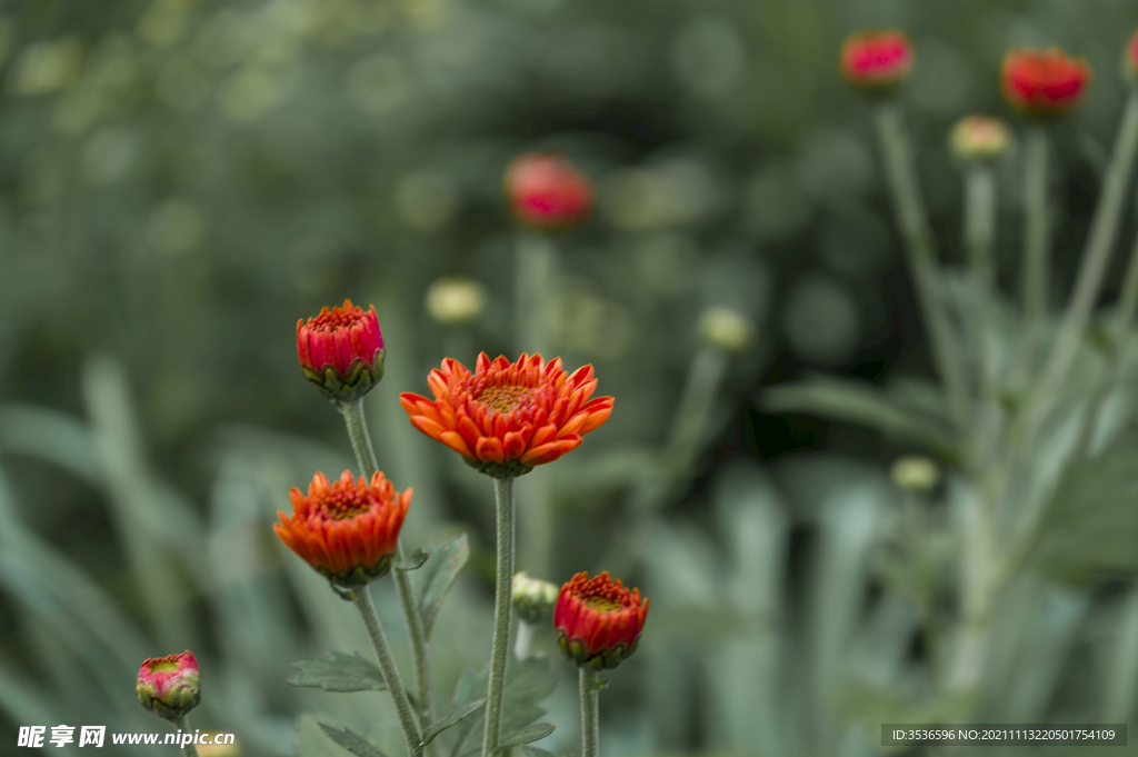 菊花