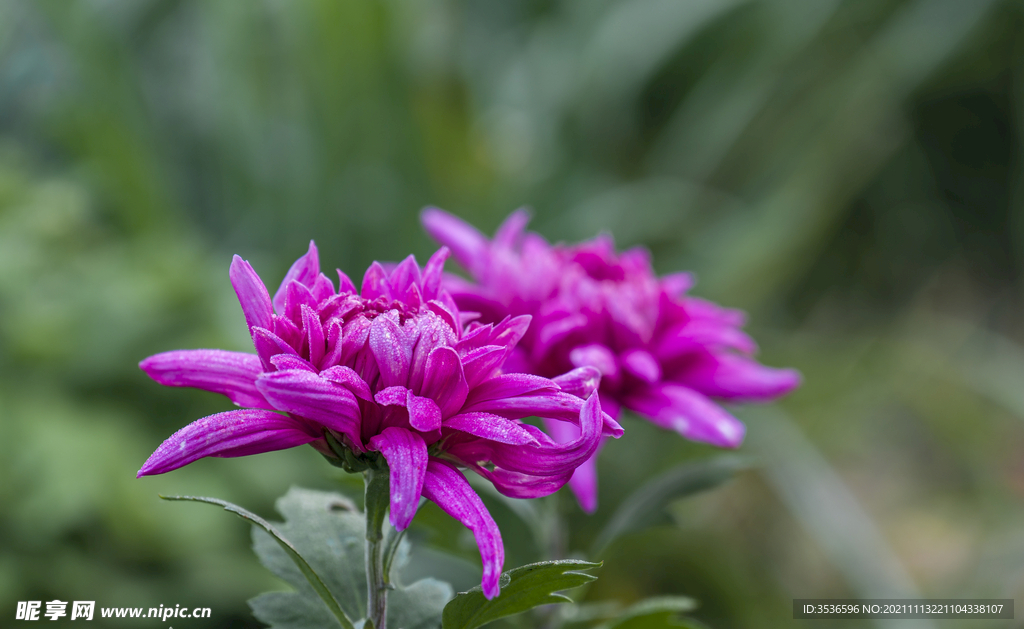 菊花 