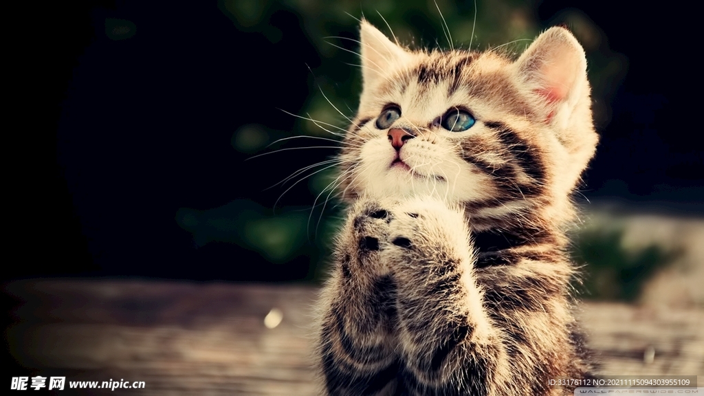 祈祷的猫咪