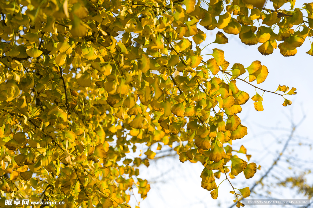 银杏树叶