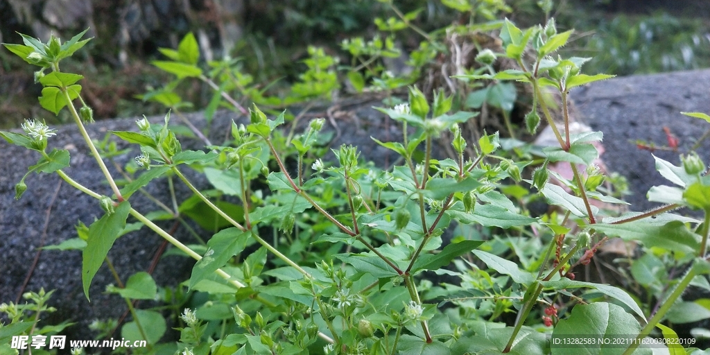 鹅肠草图片