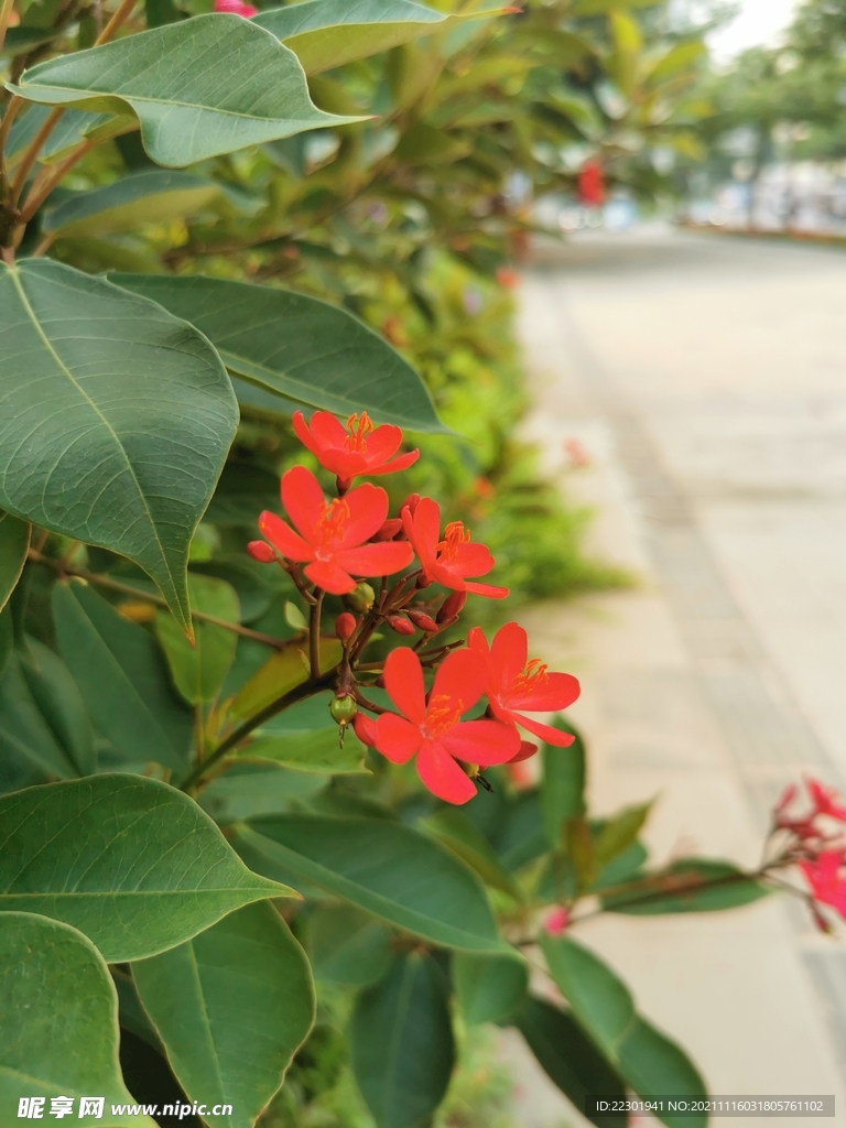 红鸡蛋花