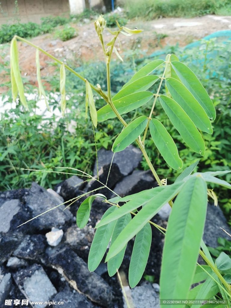 白灰毛豆