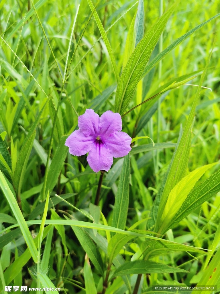 蓝花草
