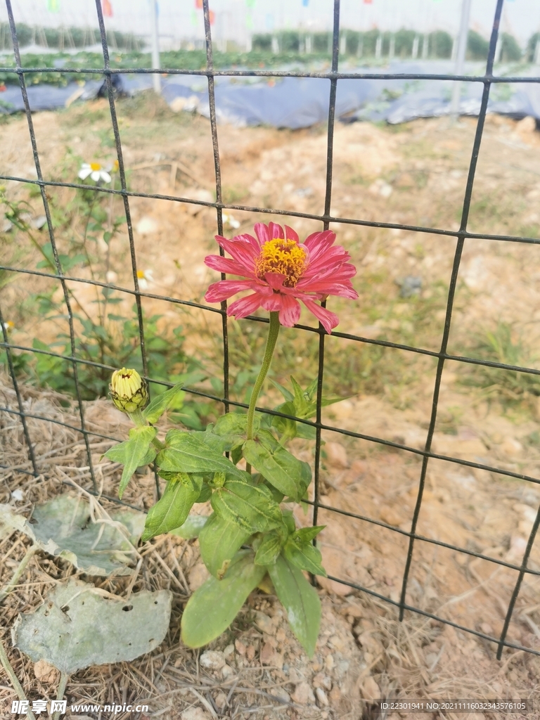 百日草