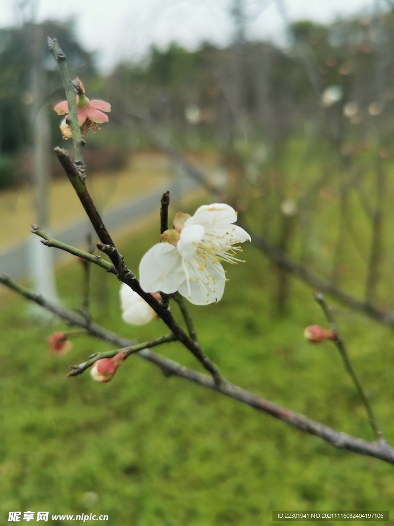 梅花
