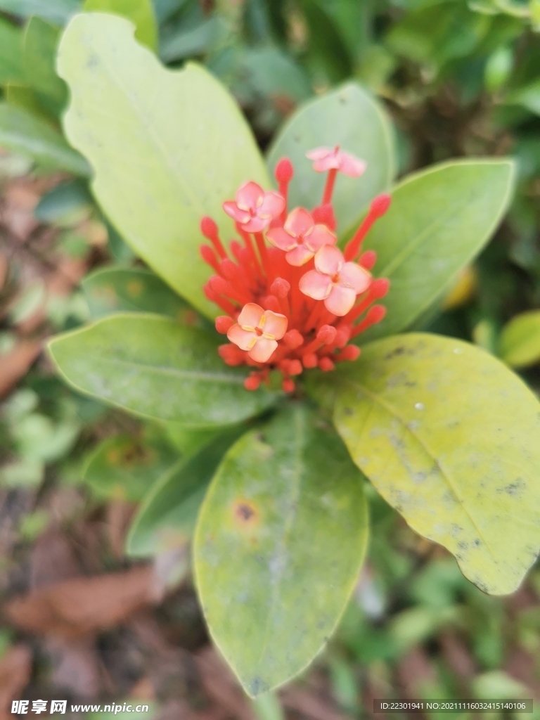 龙船花 
