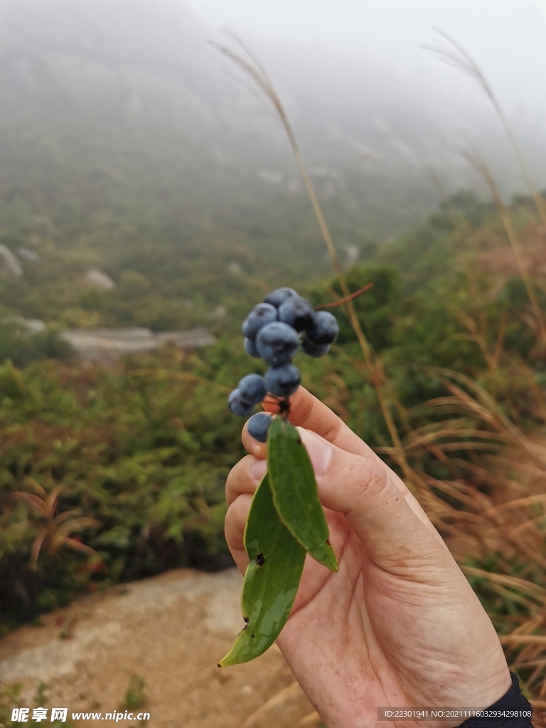 蓝莓