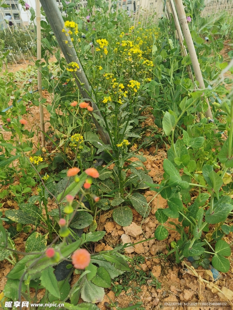 黄花