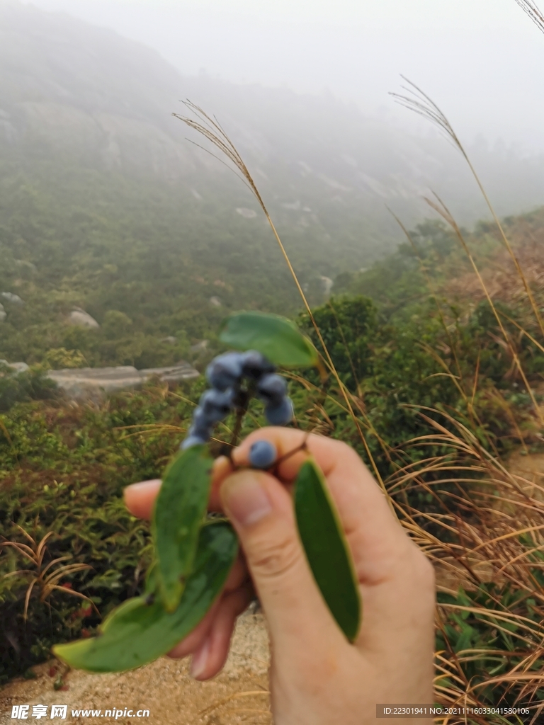 阔叶十大功劳  