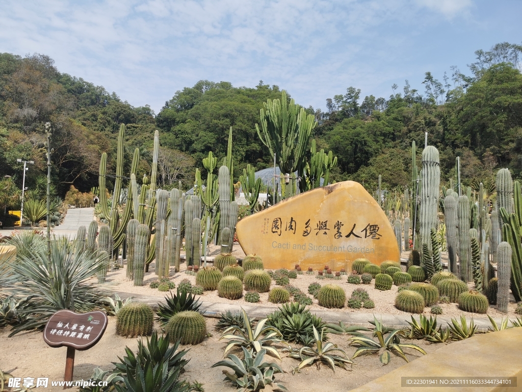 仙人掌