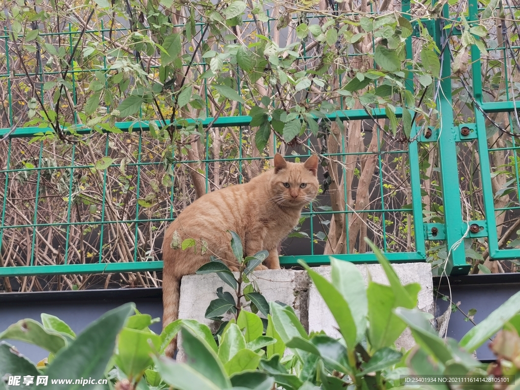 野外可爱橘猫