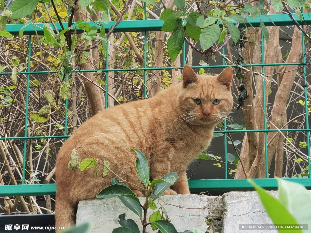 可爱橘猫田园猫