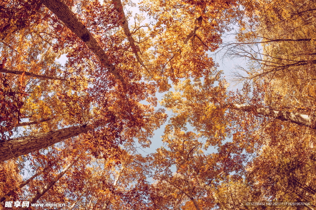 森林里的参天大树