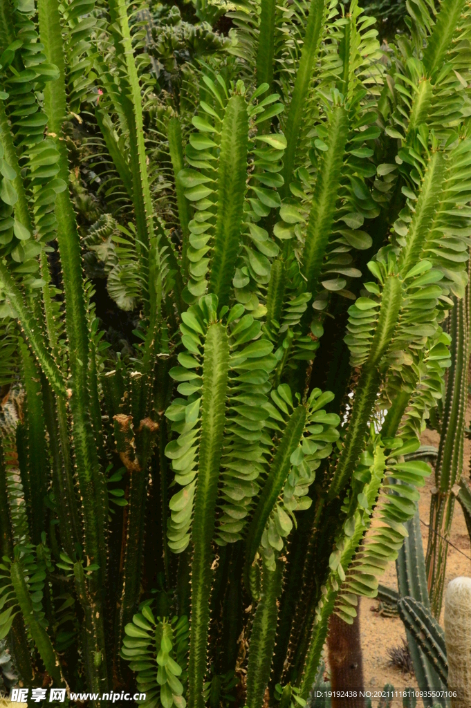 温室花草
