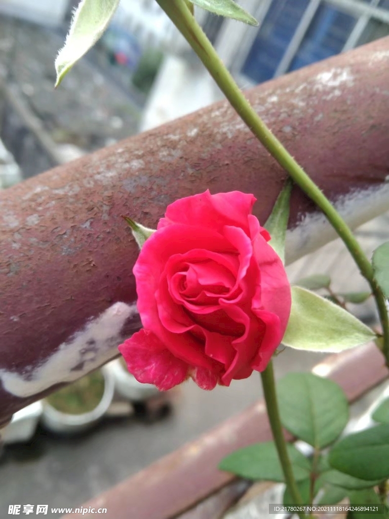 鲜花写真