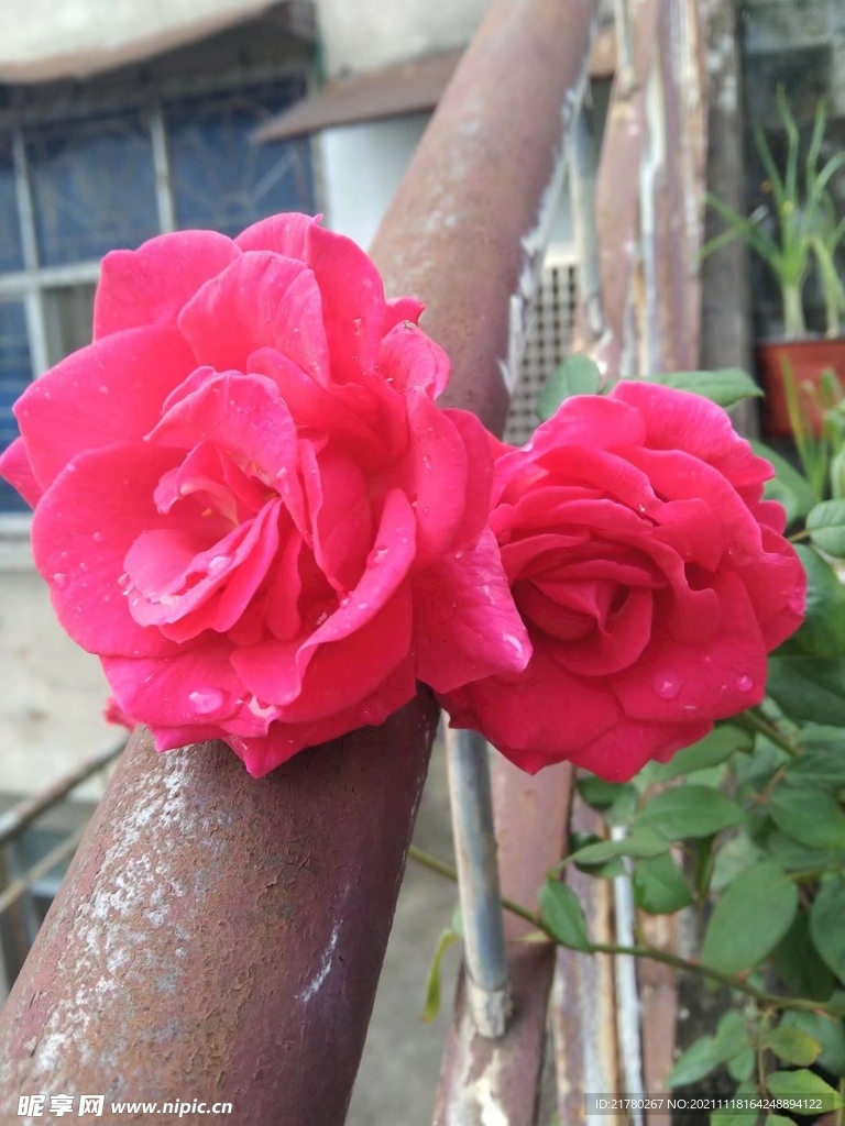 鲜花特写