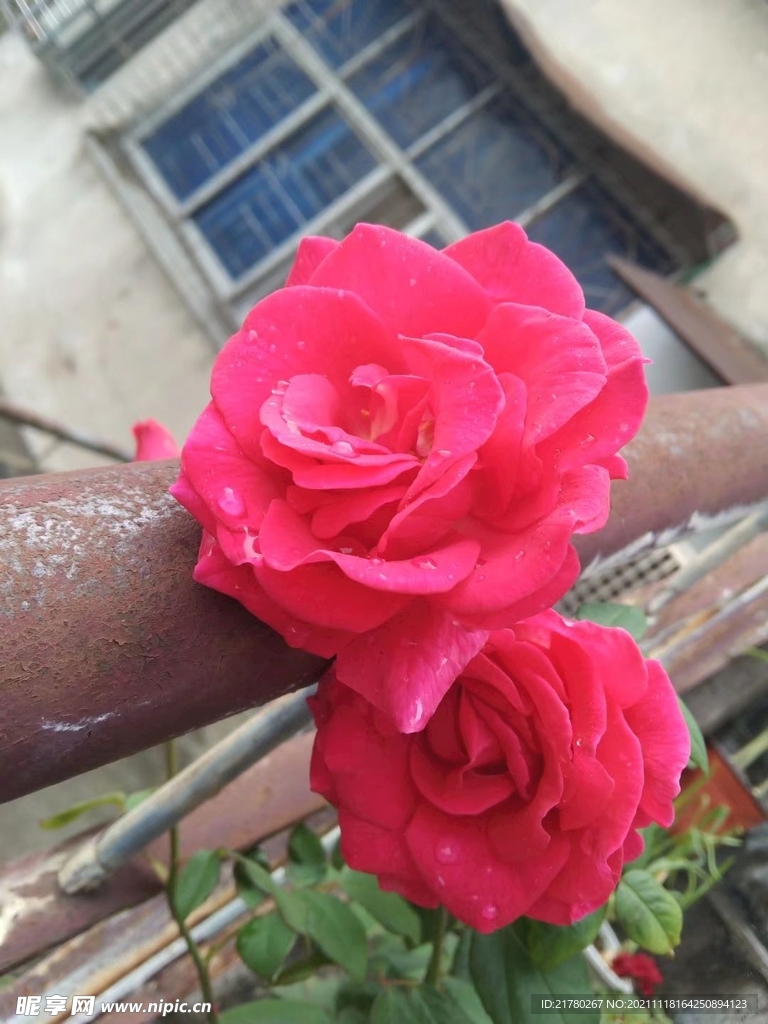 花摄影
