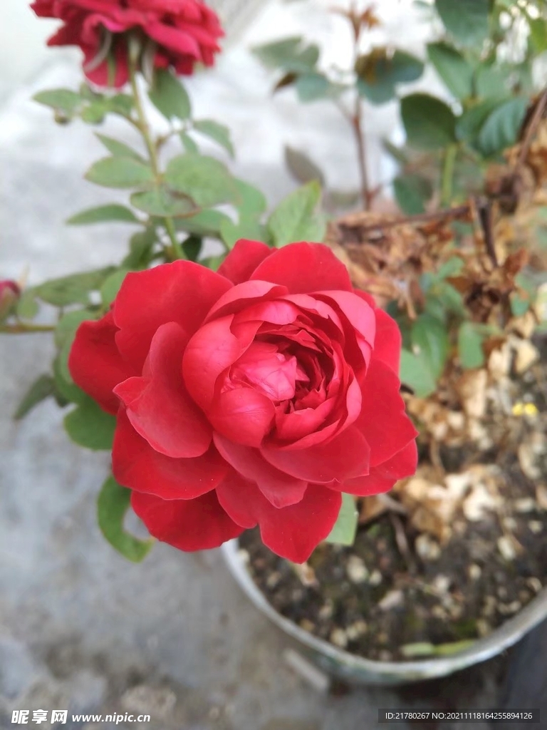 种月季花