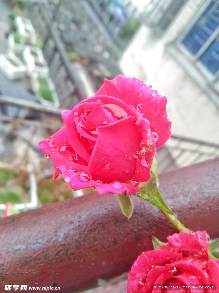 雨中月季