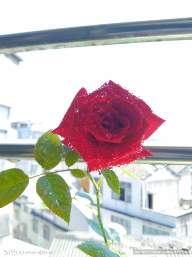 月季花开了