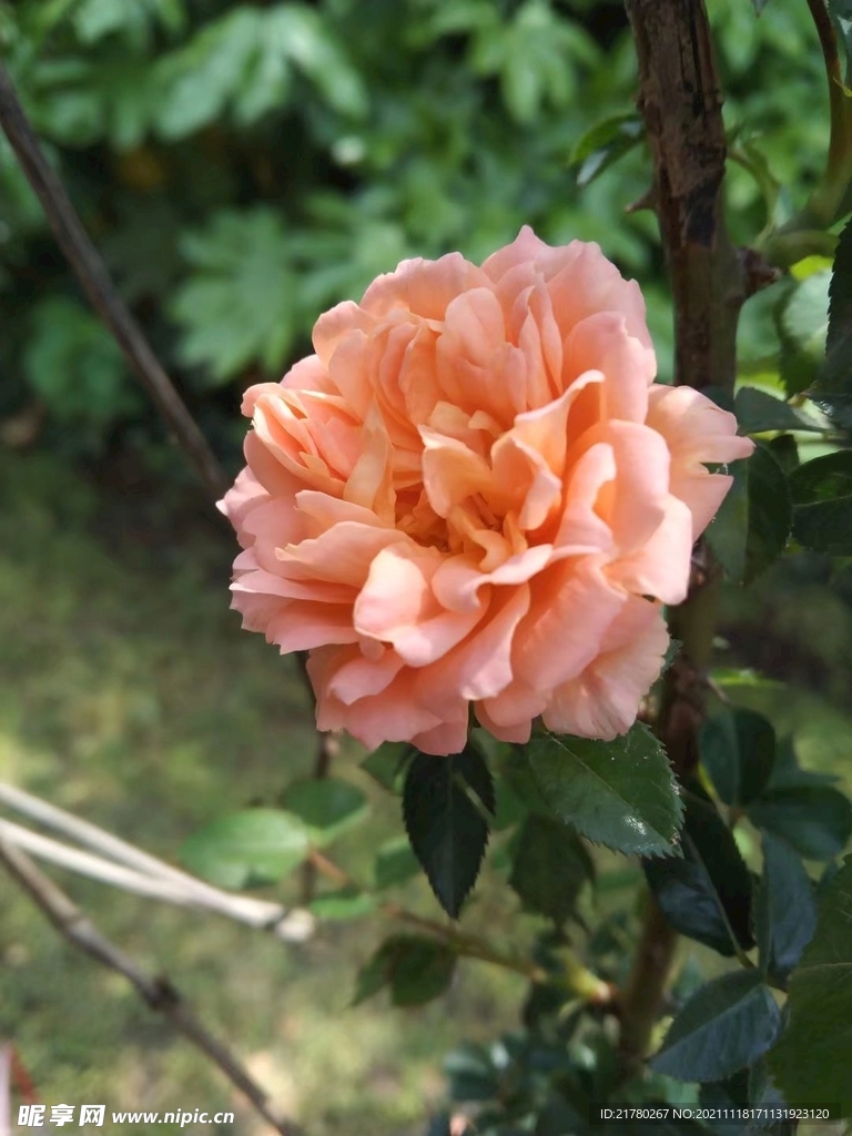 橘色月季