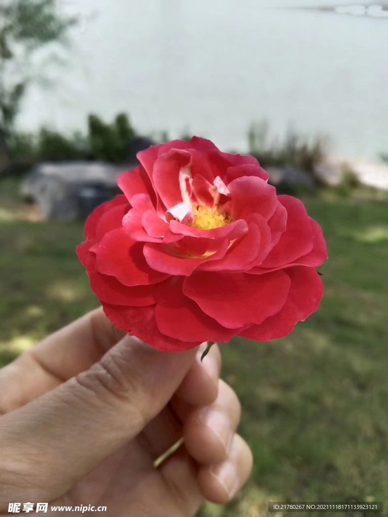 一朵月季