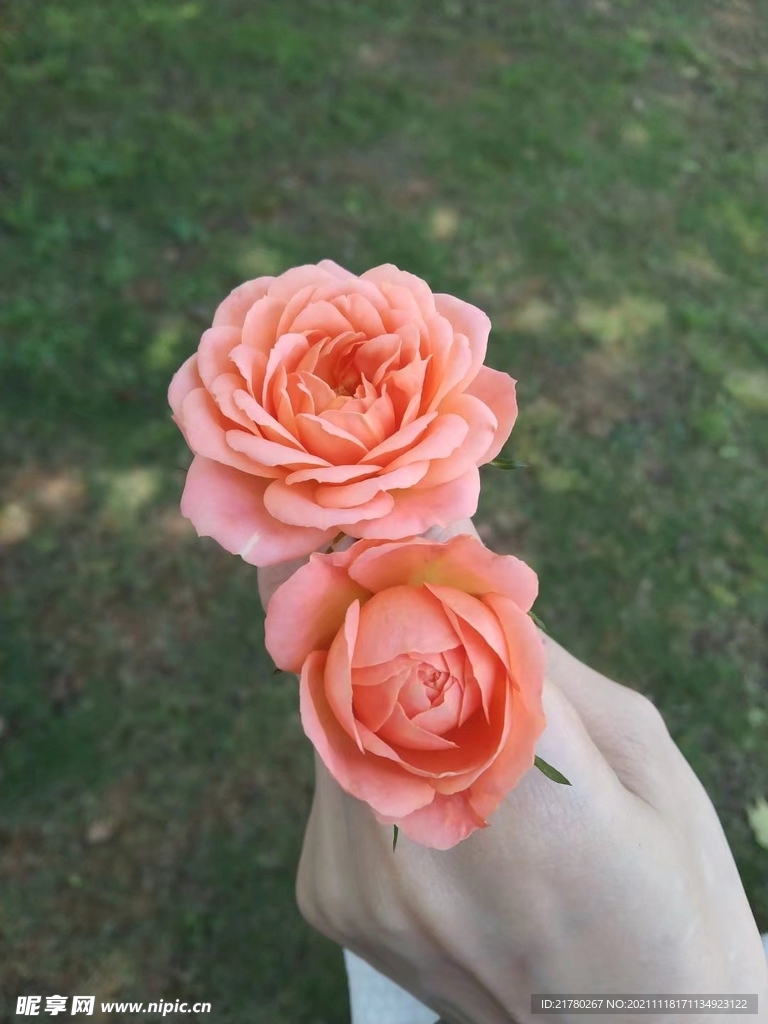 橘粉月季