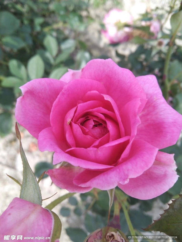 月季花开