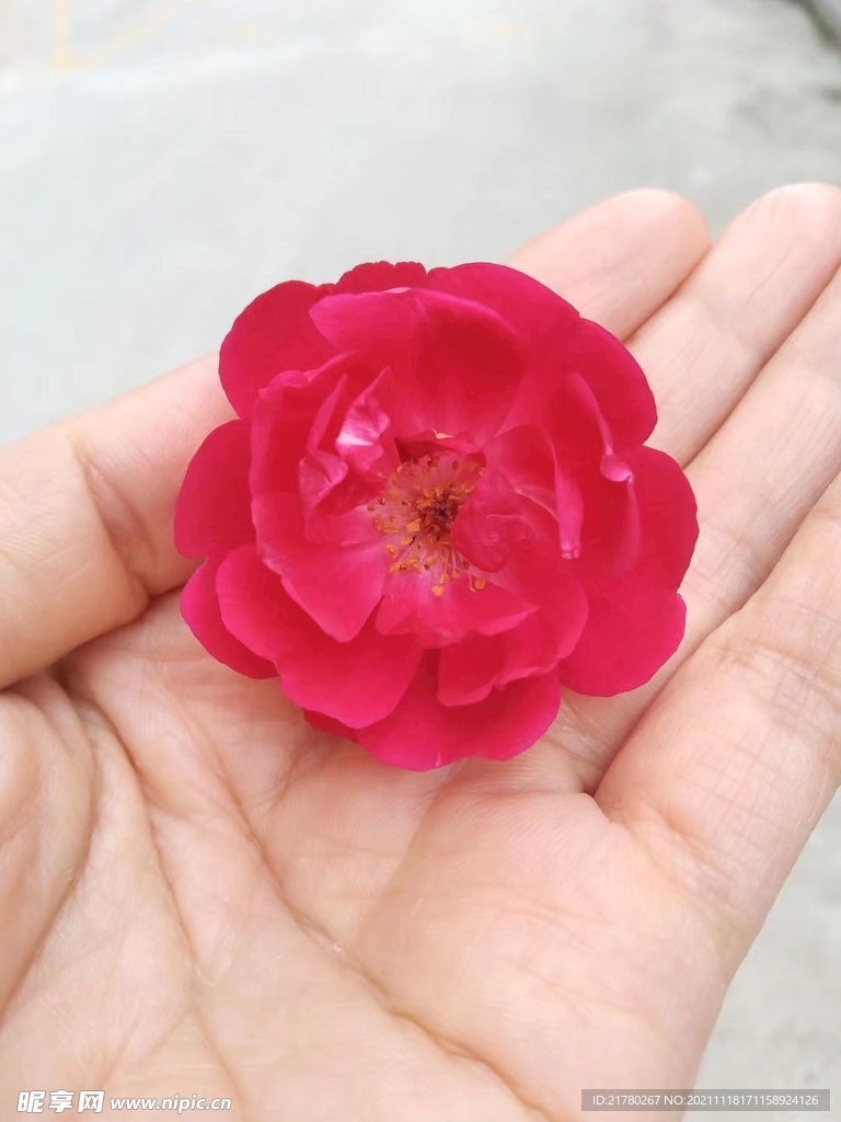 月季花