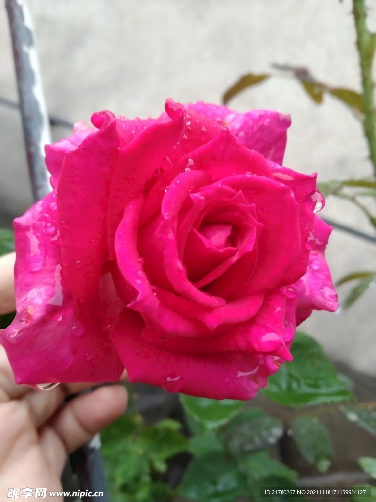 雨中的月季